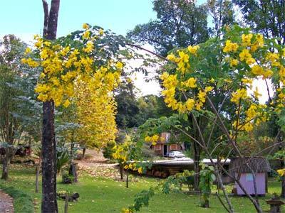 Chale Dos Platanos Hotell Gramado Exteriör bild
